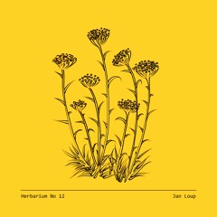 Herbarium No 12 - Jan Loup - Helichrysum