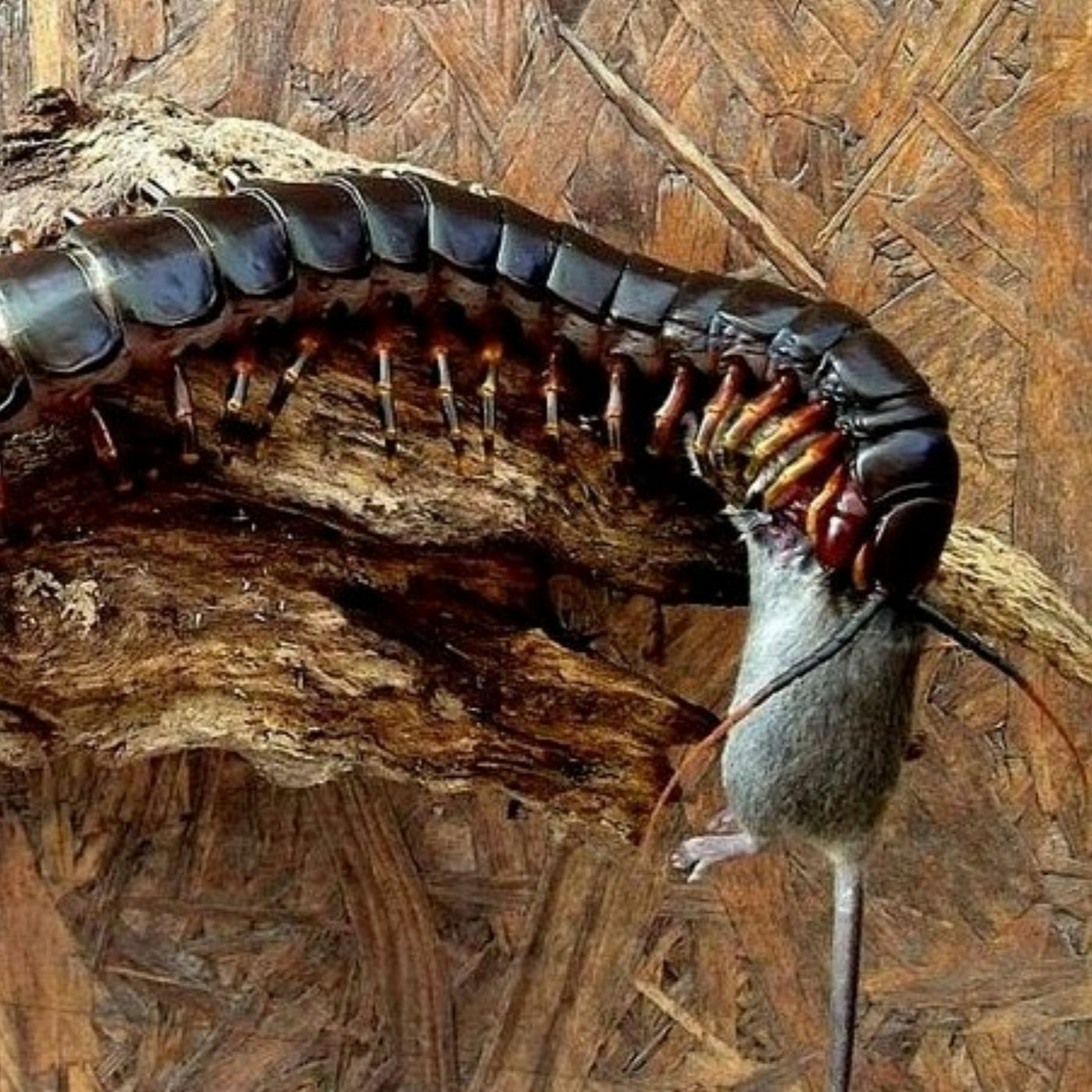 DesertRatz