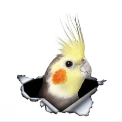 PartyDJlee the Cockatiel sunshine- Kookee Kookee (CLUB ANTHEM) 2024
