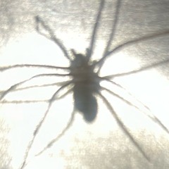 photitus carolinus.wav