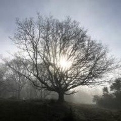 Whispered In The Trees