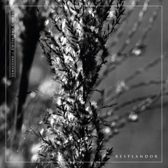 Until She Comes - Resplandor (Master Vox)