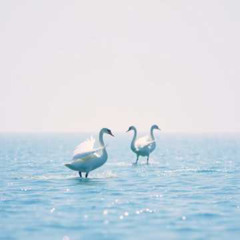 Blue swans #8