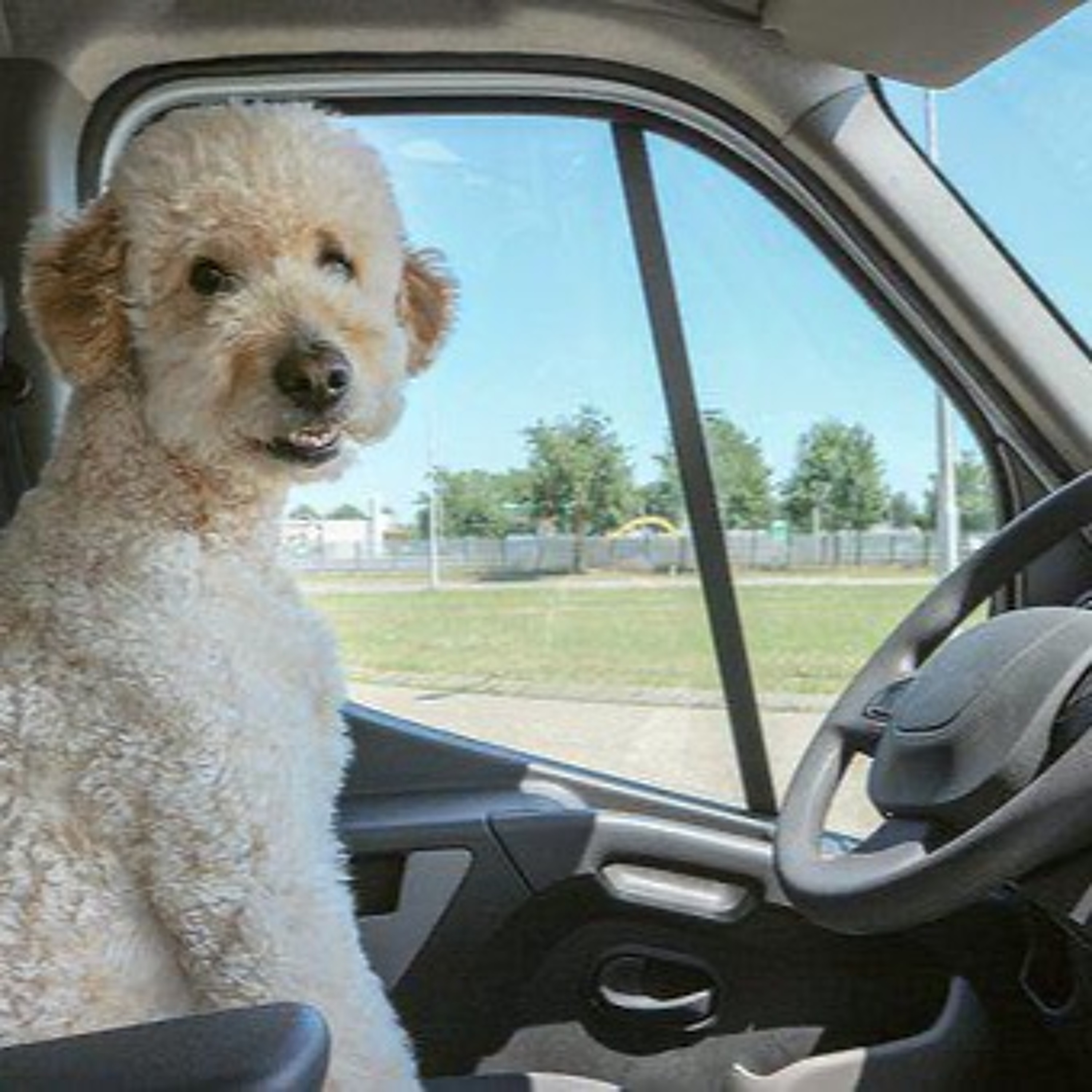 Quattro Stagioni 85 - Viaggiare con un cane (7.7.22)