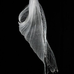 chrysalide