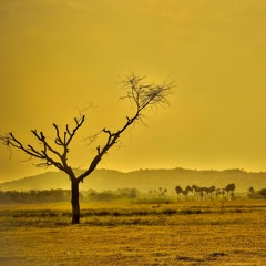 the yellow barren