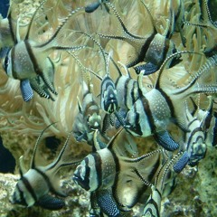 The Aquarium