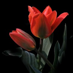 Tulipe