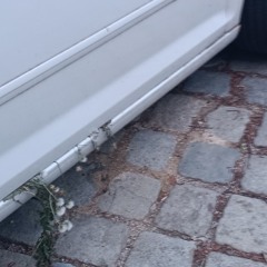 Gänseblümchen sped up (dizzyutopia)