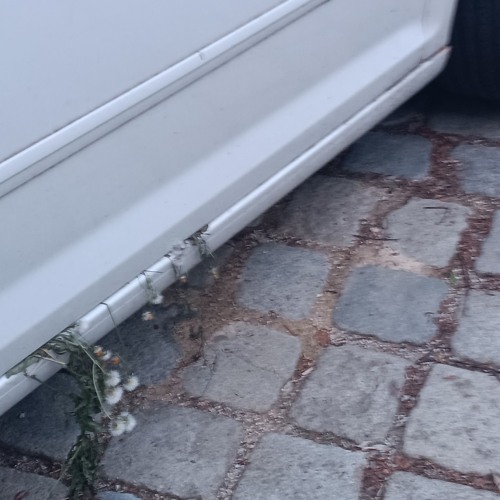 Gänseblümchen sped up (dizzyutopia)