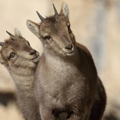 xynankoj e iwo  -> iberian ibex