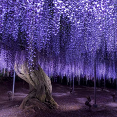 Wisteria