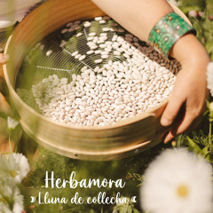 Lluna de collecha