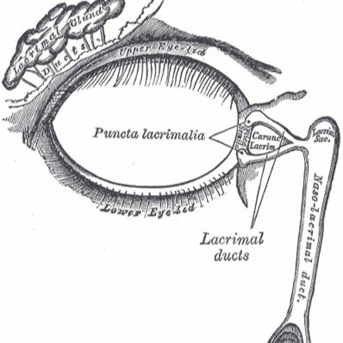 Apparatus Lacrimalis