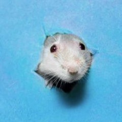 Maxine Mouse [Composed By: J3ST4R Y2K]