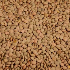 LENTILS [FULL]