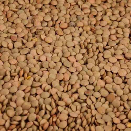 LENTILS [FULL]