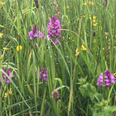 wild orchids