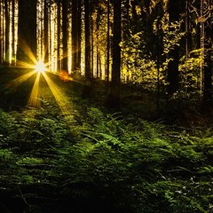 Mysterious Forest Spirits