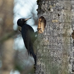 Black Woodpecker
