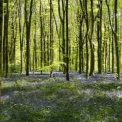 woods part2