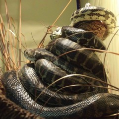 plug ft. thisisntfashion (slowed chopped n reverb)