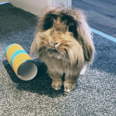 Unruly Disturbance - Douglas Dougington iii