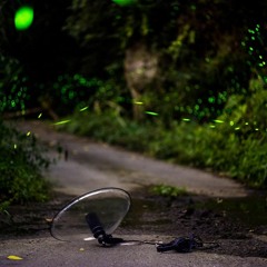 夏夜