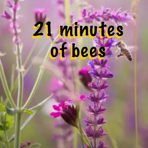 Just The Bees No Words 21 Minutes
