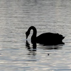 Young S.W.A.N - U.N.O X G (open verse)