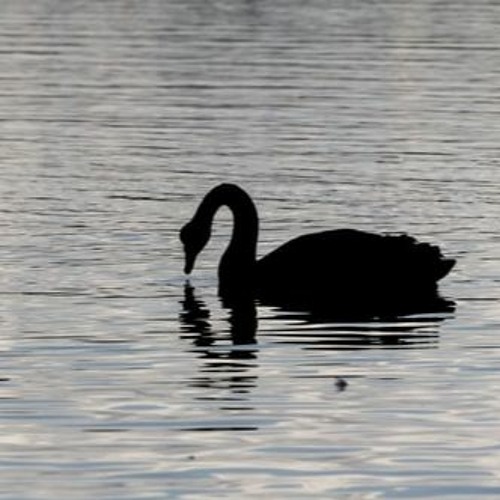 Young S.W.A.N - U.N.O X G (open verse)