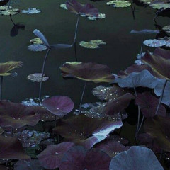 eden (shazy ln)