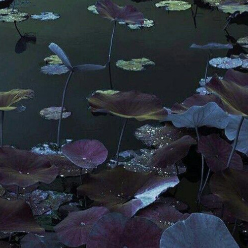 eden (shazy ln)