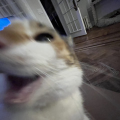 8 bitty kitty (underscore) 1000 tysm!!!