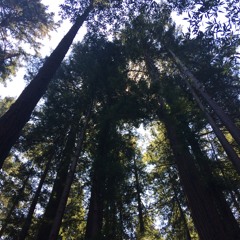 Songs and Whispers - VI. Quasi toccata