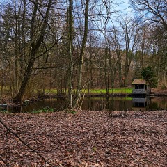 Woodpeckers drumming. Hagrainer Holz, Landshut, Bavaria, Germany