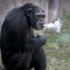 BROWNIE-BOILED |P.PAPRR!!|