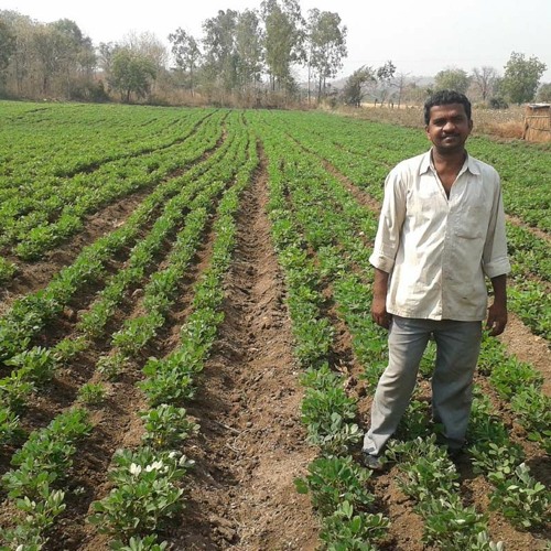 వేరుశెనగలో అంతర పంటల సాగు