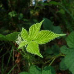 Dreaming of waking up in the forest