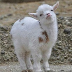 It's GOAT 2 Haz GrooVe