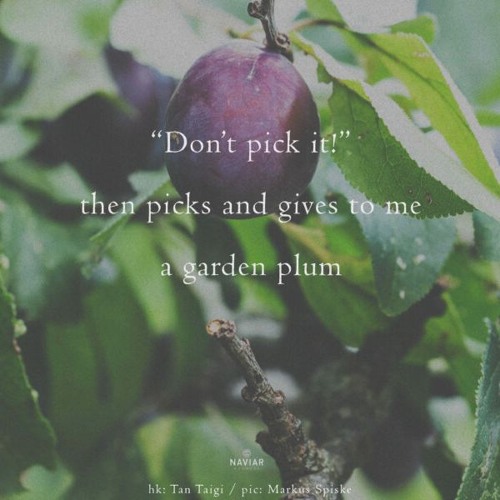 haiku #623: “Don’t pick it!” / then picks and gives to me / a garden plum