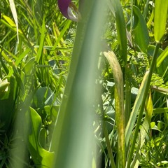 San Holo - Lift Me From The Grond (Vetiver Flip)