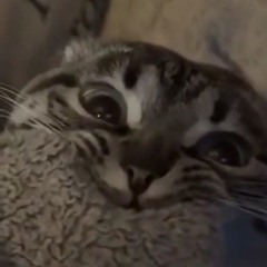 Automotito do unargentinomas 🇦🇷🇧🇷⚽