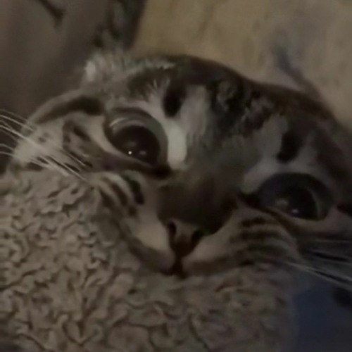 Automotito do unargentinomas 🇦🇷🇧🇷⚽