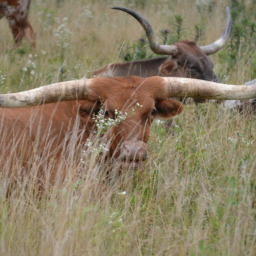 Wikend Bull Stream episode Week 7 Mike- The Bull by WIndy Hill Senior Writing ...