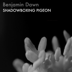 SHADOWBOXING PIGEON