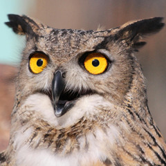 It was an Owl