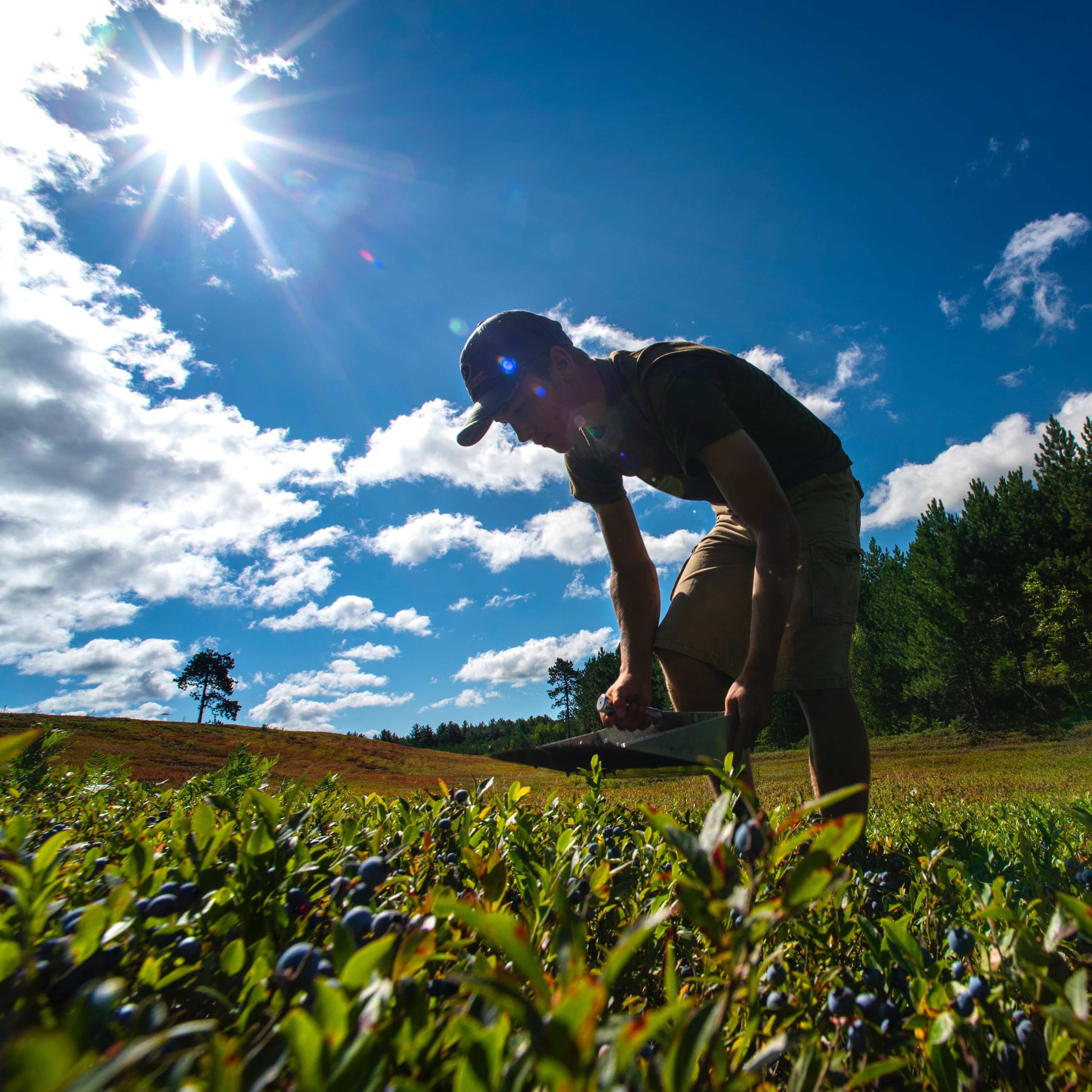 How can business savvy help Maine farmers succeed? episode artwork