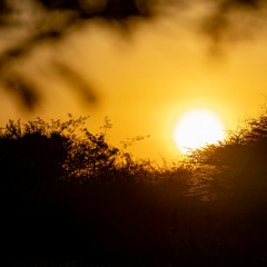 Dusk in the African savanna - Frogs and insects