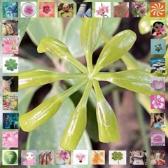 las plantas se comieron todo